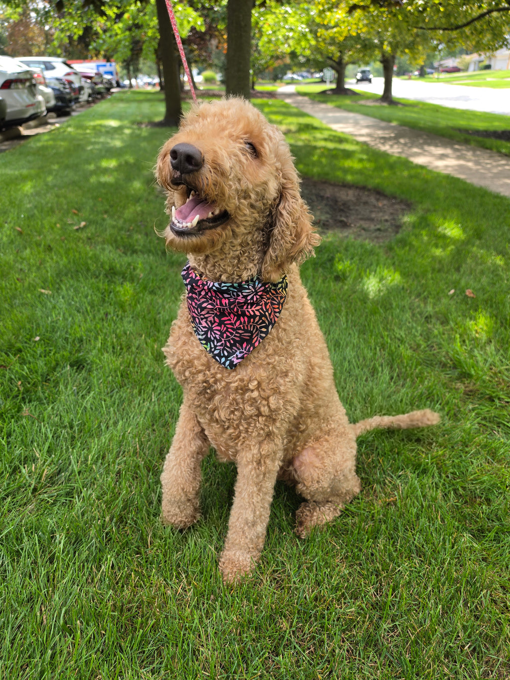 On The Collar Pet Bandana - Frogs